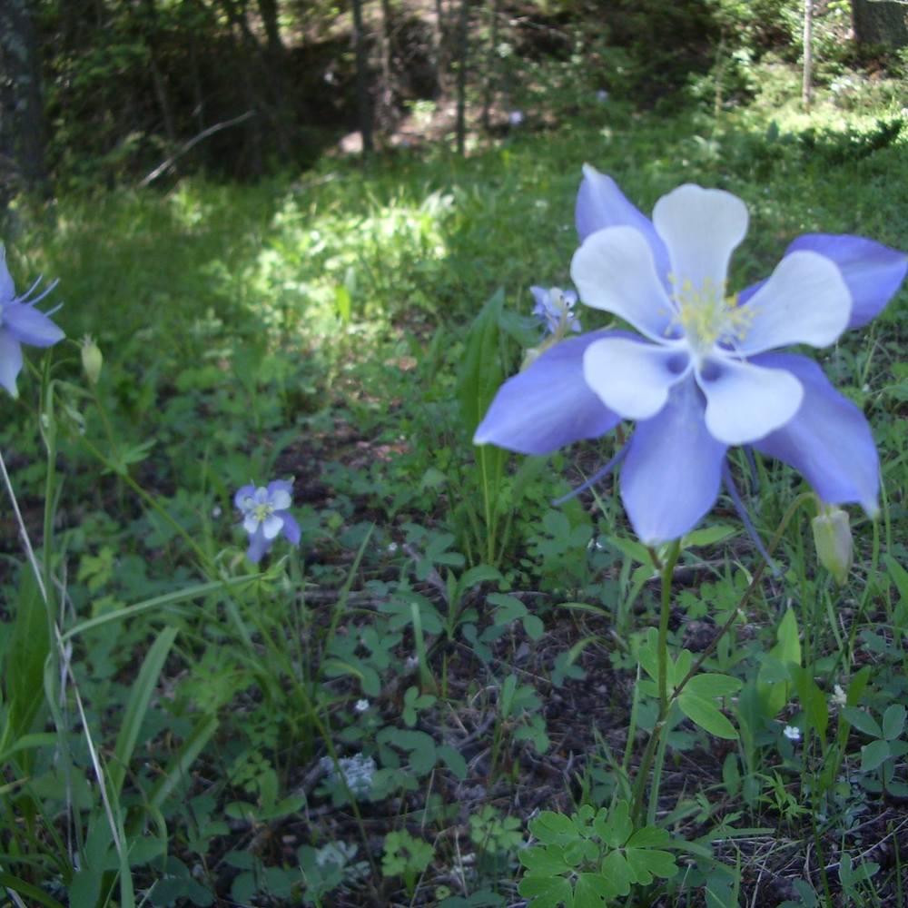 Meet your Posher, Diane